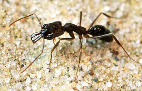odontomachus.jpg odontomachus.jpg