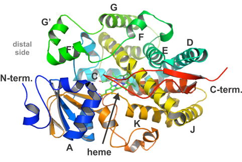 cyp3a4_structure.png cyp3a4_structure.png