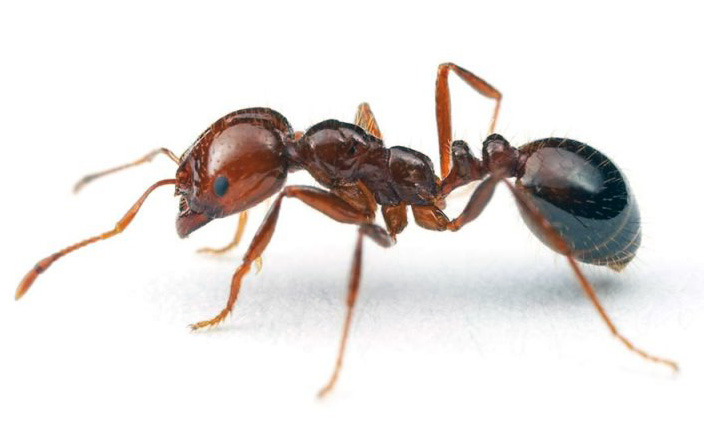 solenopsis.jpg solenopsis.jpg