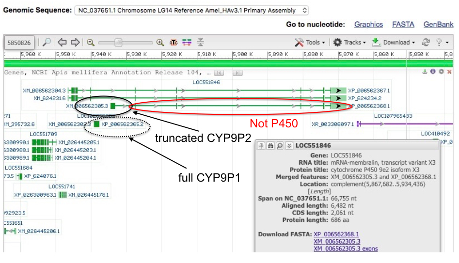 cyp9p2_scheme.jpg cyp9p2_scheme.jpg