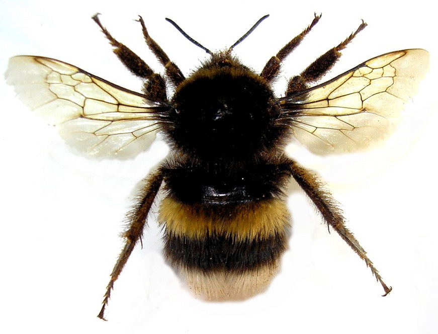 bombus_terrestris.jpg