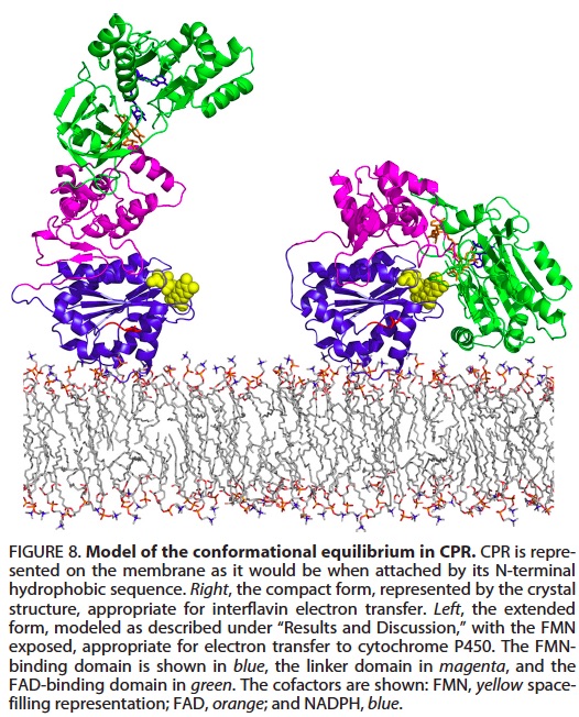 (from Ellis et al. 2009)