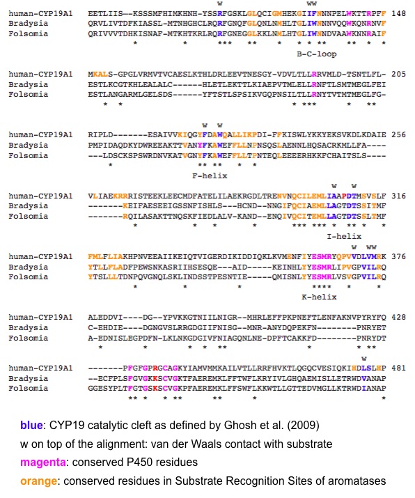 cyp19align.jpg