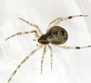 parasteatoda.jpg