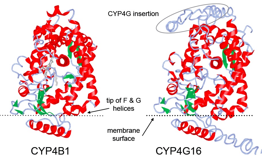 4g-fig8.jpg