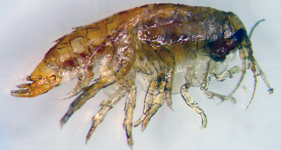 hyalella.jpg