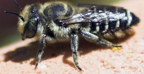 megachile.jpg