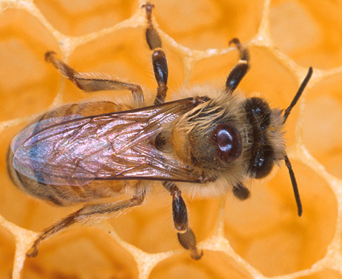 honeybee.jpg