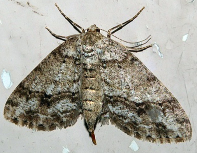 ectropis.jpg