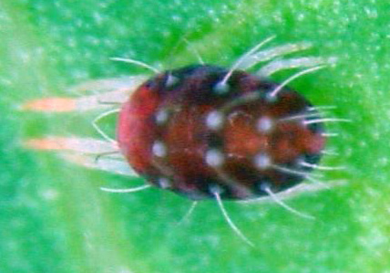 pcitri.jpg