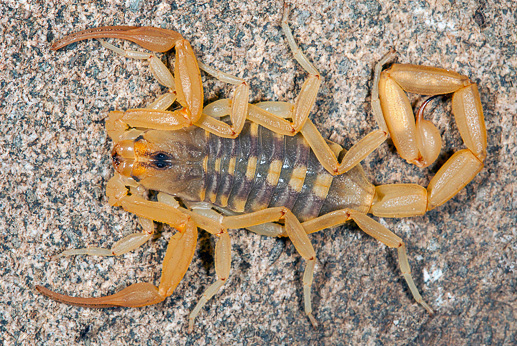 centruroides.jpg