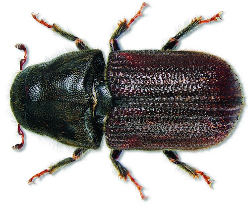 dendroctonus.jpg