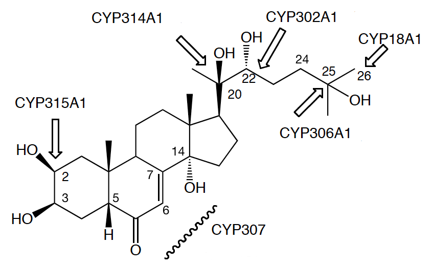 ecdystbio.png
