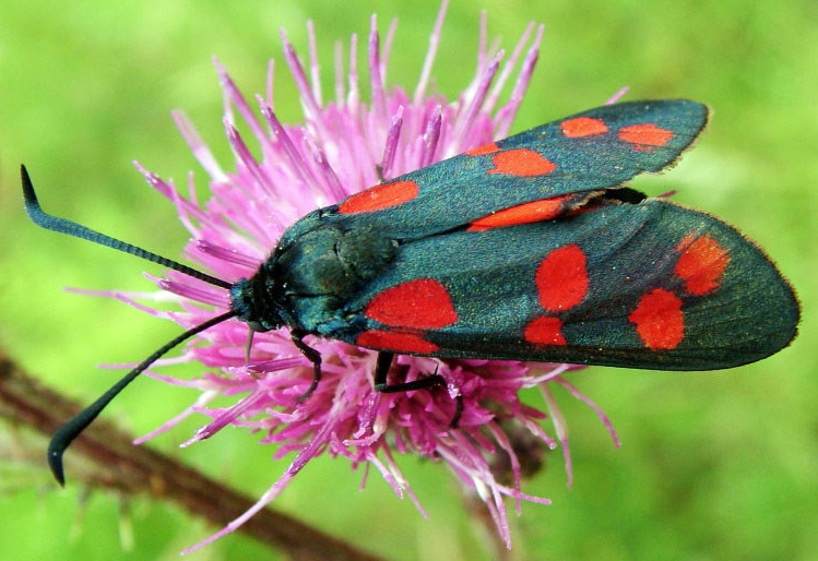 zygaena.jpg