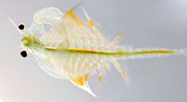 artemia.jpg
