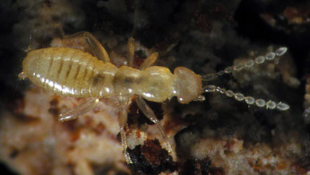 zorotypus.jpg