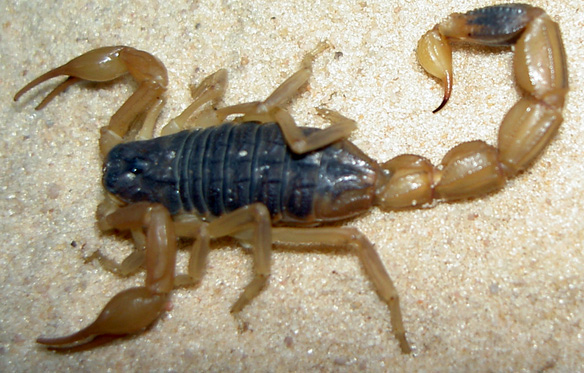 mesobuthus.jpg