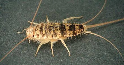 thermobia.jpg