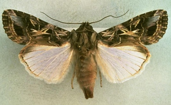 slittoralis.jpg