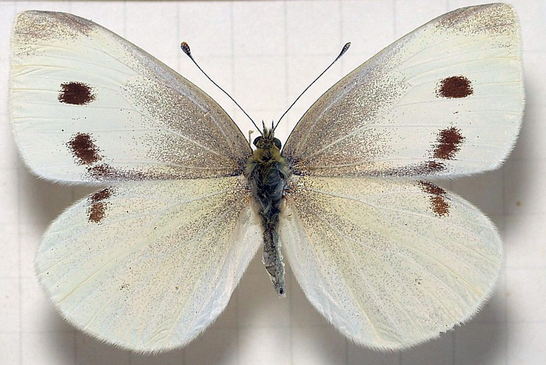 pieris_rapae.jpg
