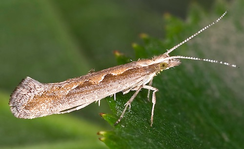 plutella.jpg