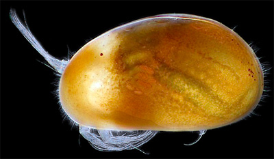 heterocypris.jpg