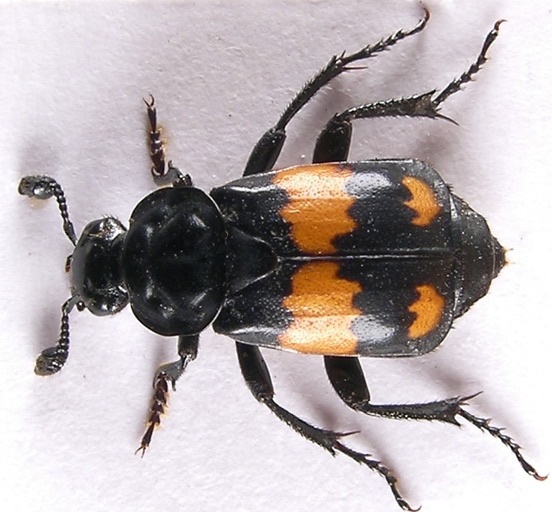 nicrophorus.jpg