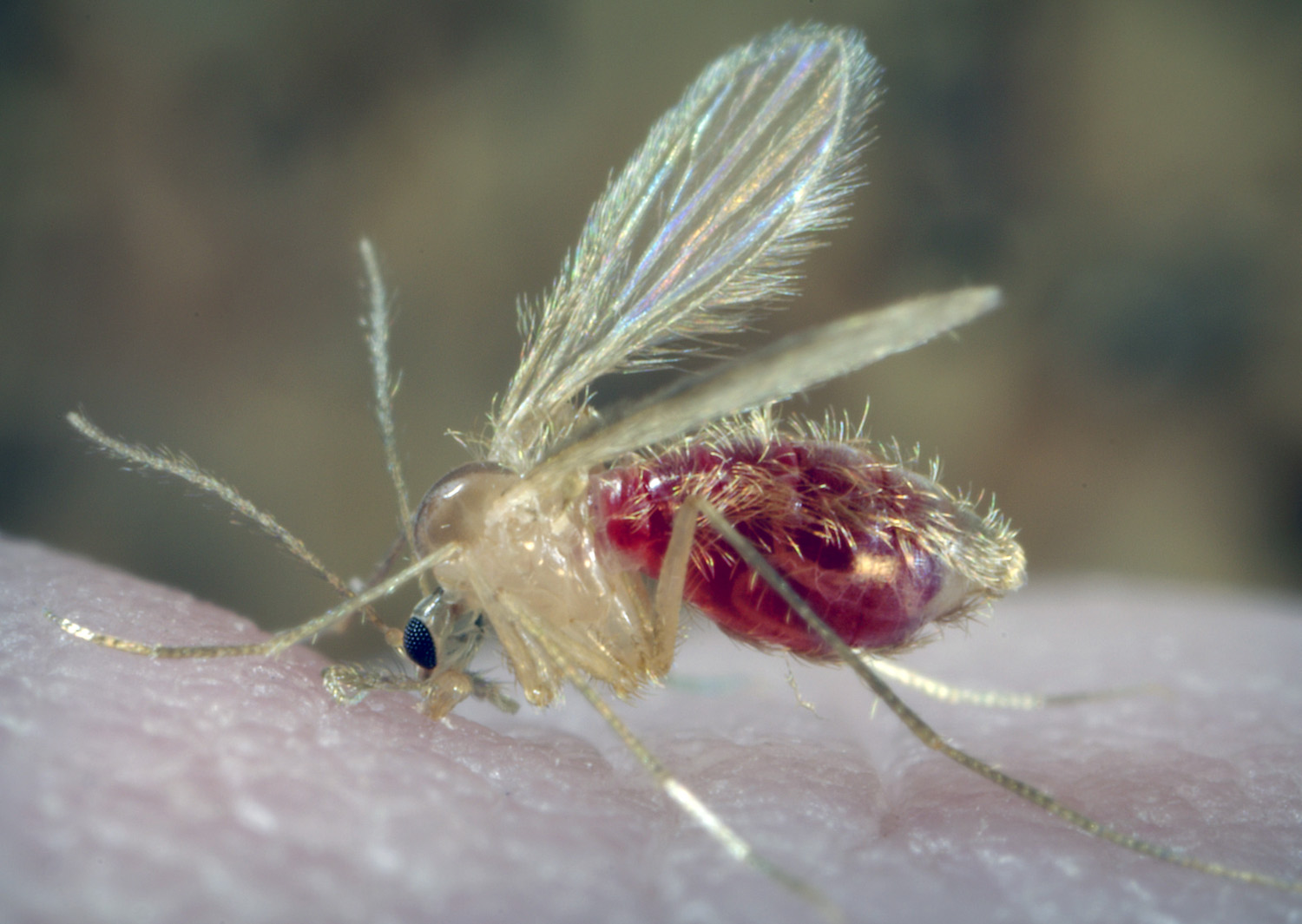 phlebotomus.jpg