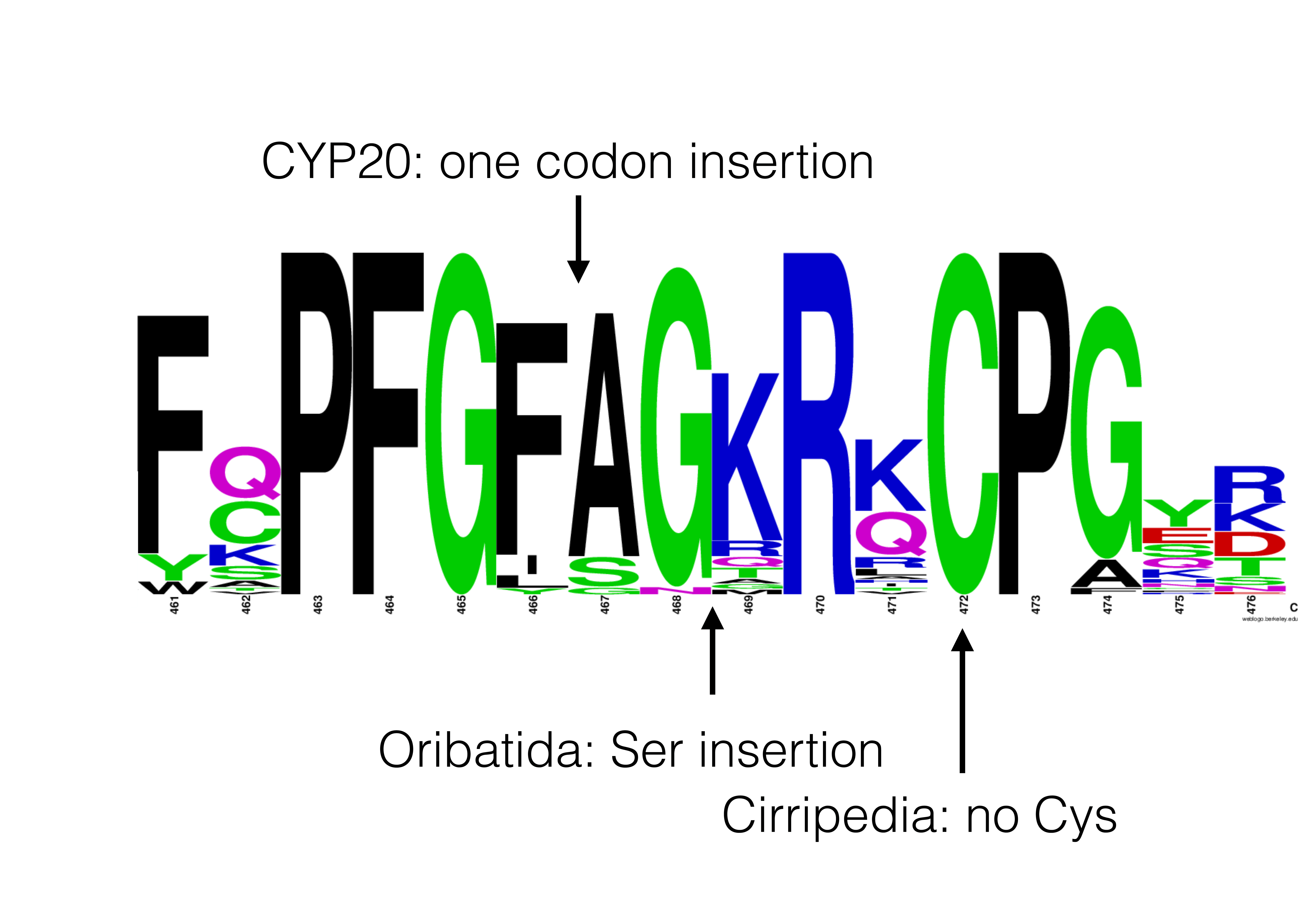 cyp20.jpg