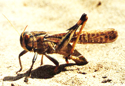 locusta.jpg