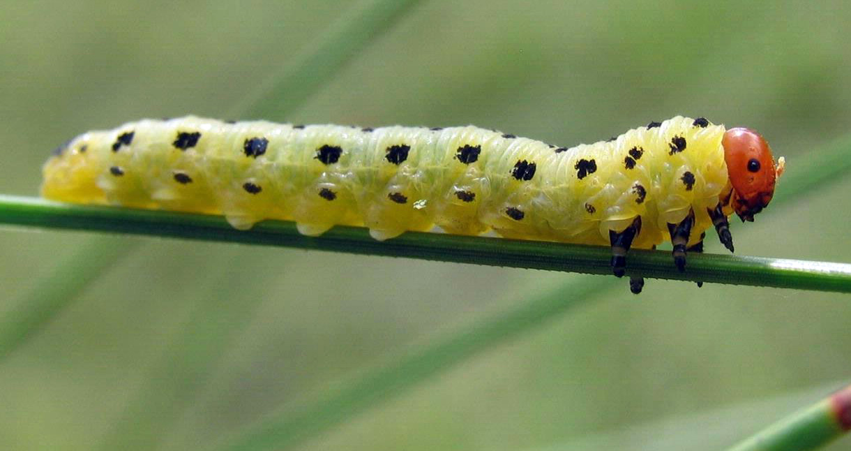 neodiprion.jpg