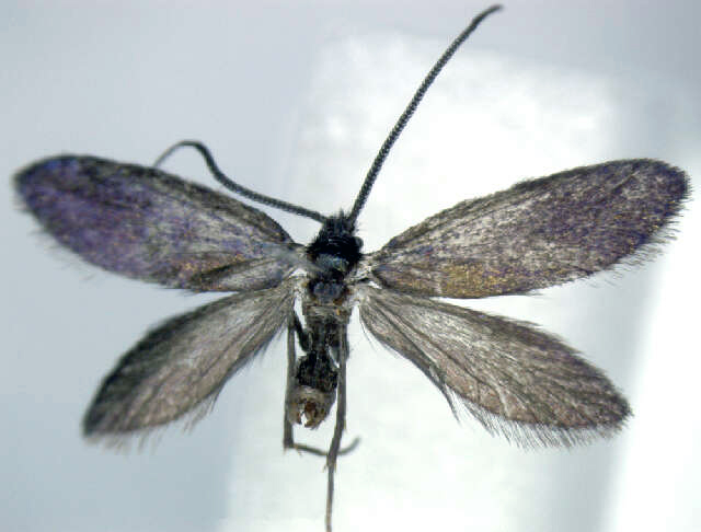 neomicropteryx.jpg