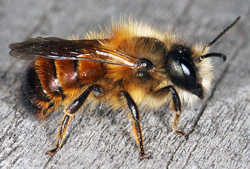 osmia.jpg