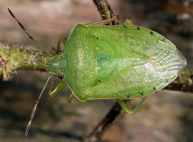 nezara_viridula.jpg