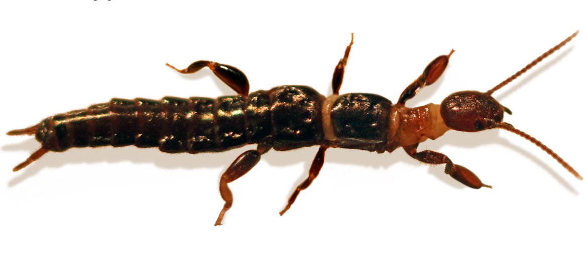 embioptera.jpg