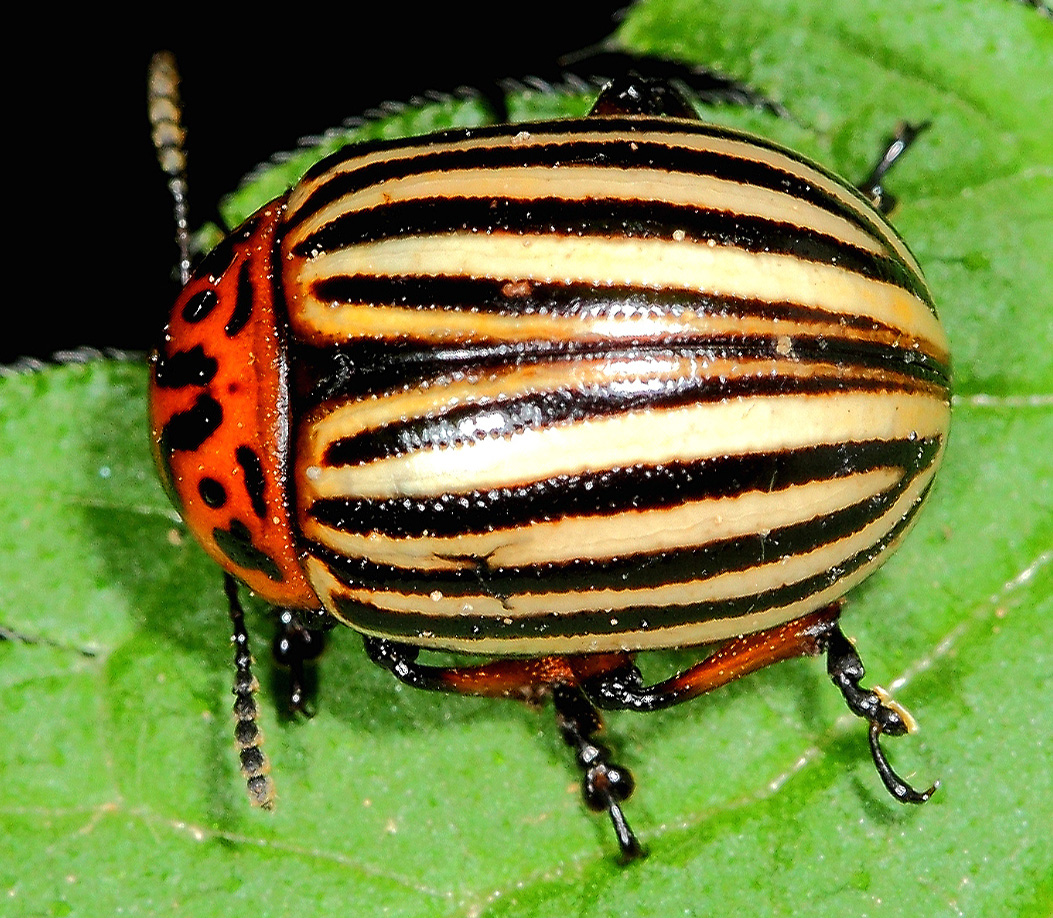 leptinotarsa.jpg