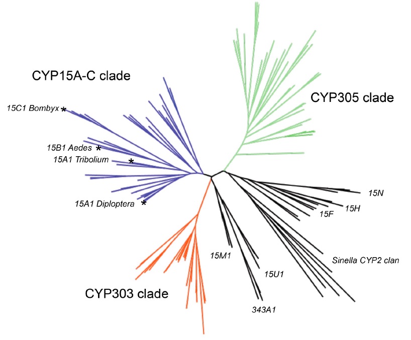 cyp15tree.jpg
