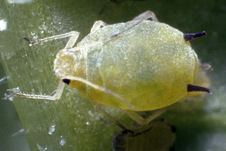 aphis_gossypii.jpeg