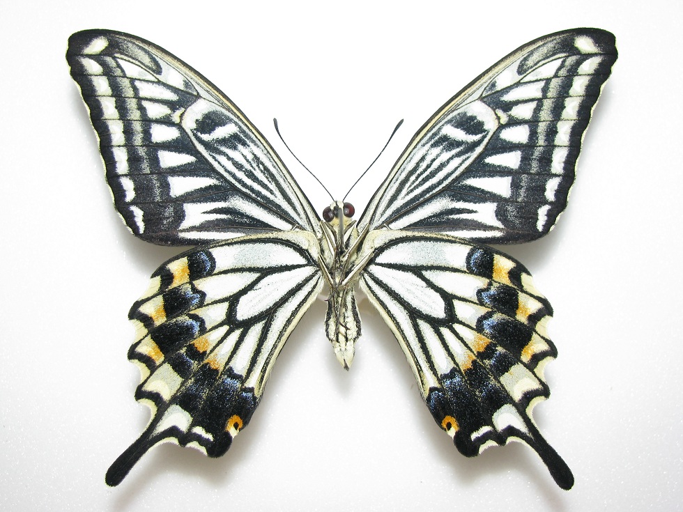 papilio_xuthus.jpg