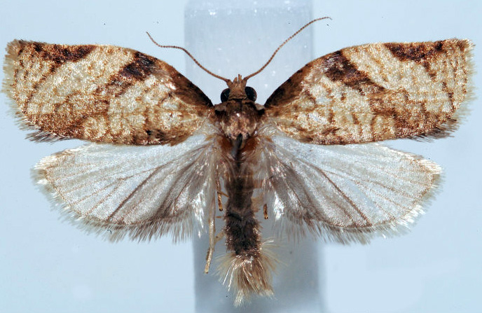 adoxophyes.jpg