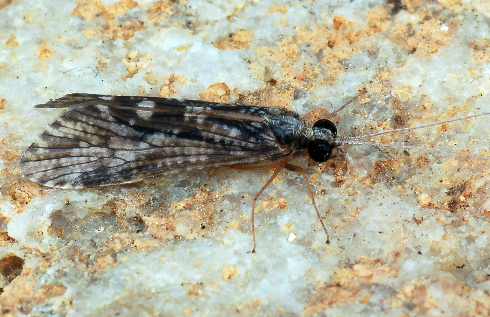 trichoptera.jpg