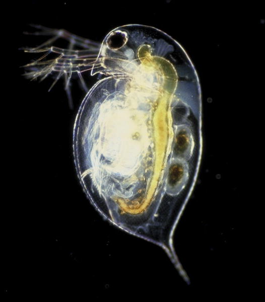 daphnia.jpg