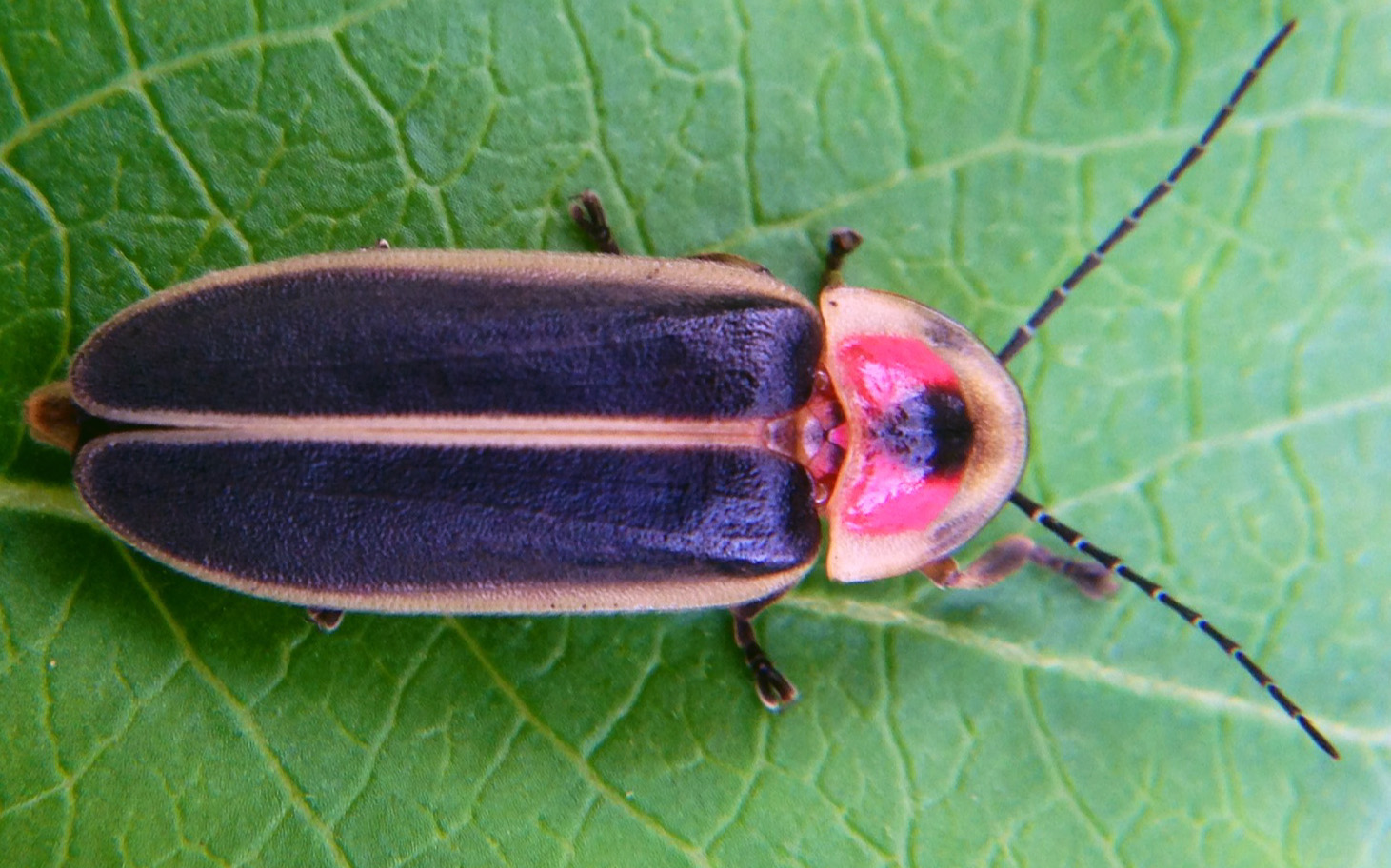 photinus.jpg