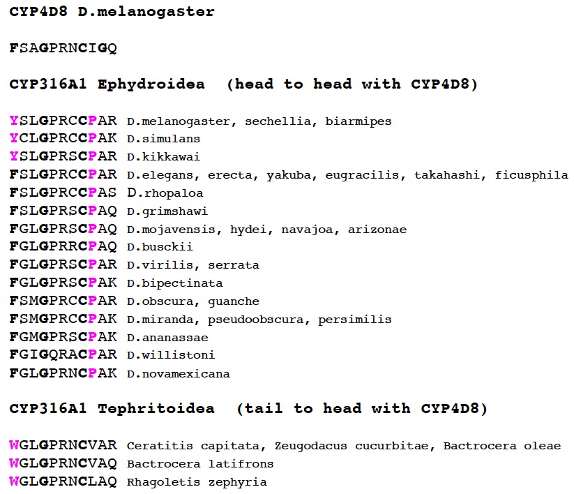cyp316.jpg