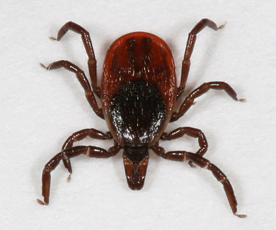 ixodes.jpg