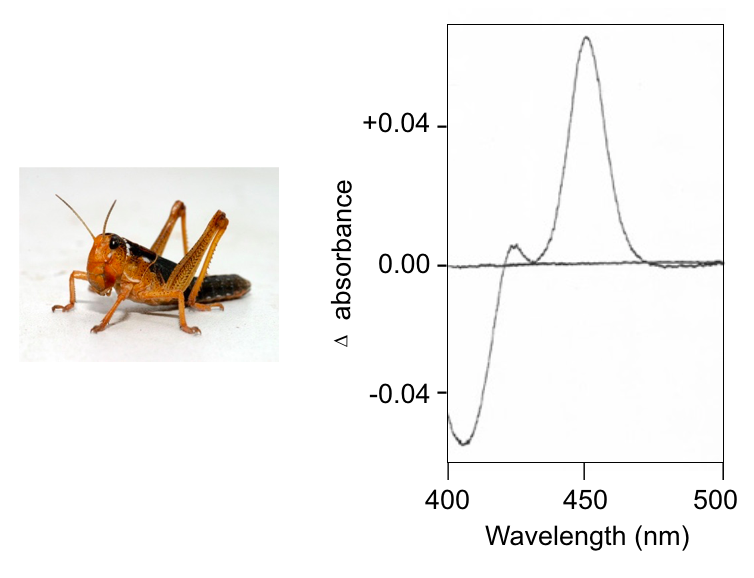 locustap450.png