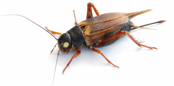 gryllus.jpg