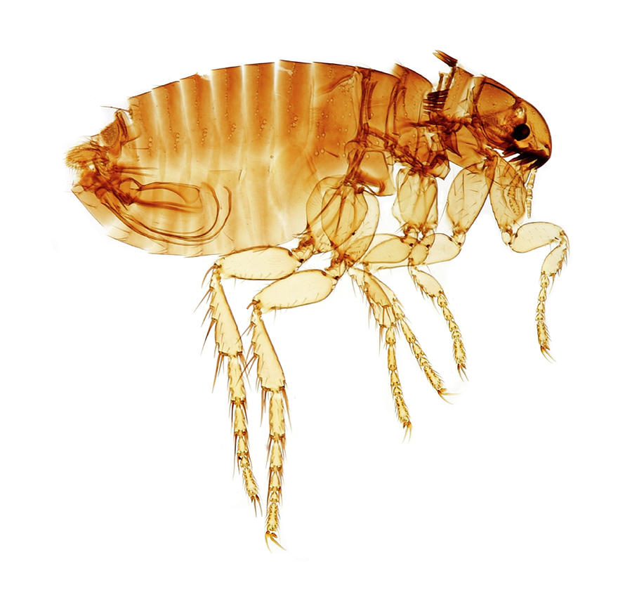 catflea.jpg