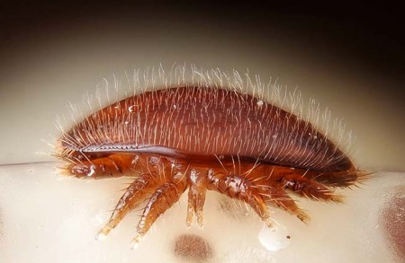 varroa.jpg