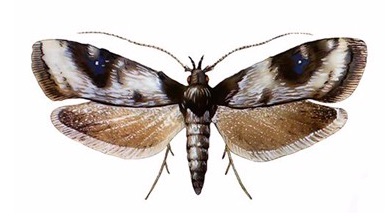 carposina.jpg